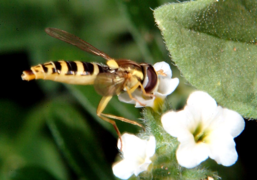 Oryctes nasicornis e altri